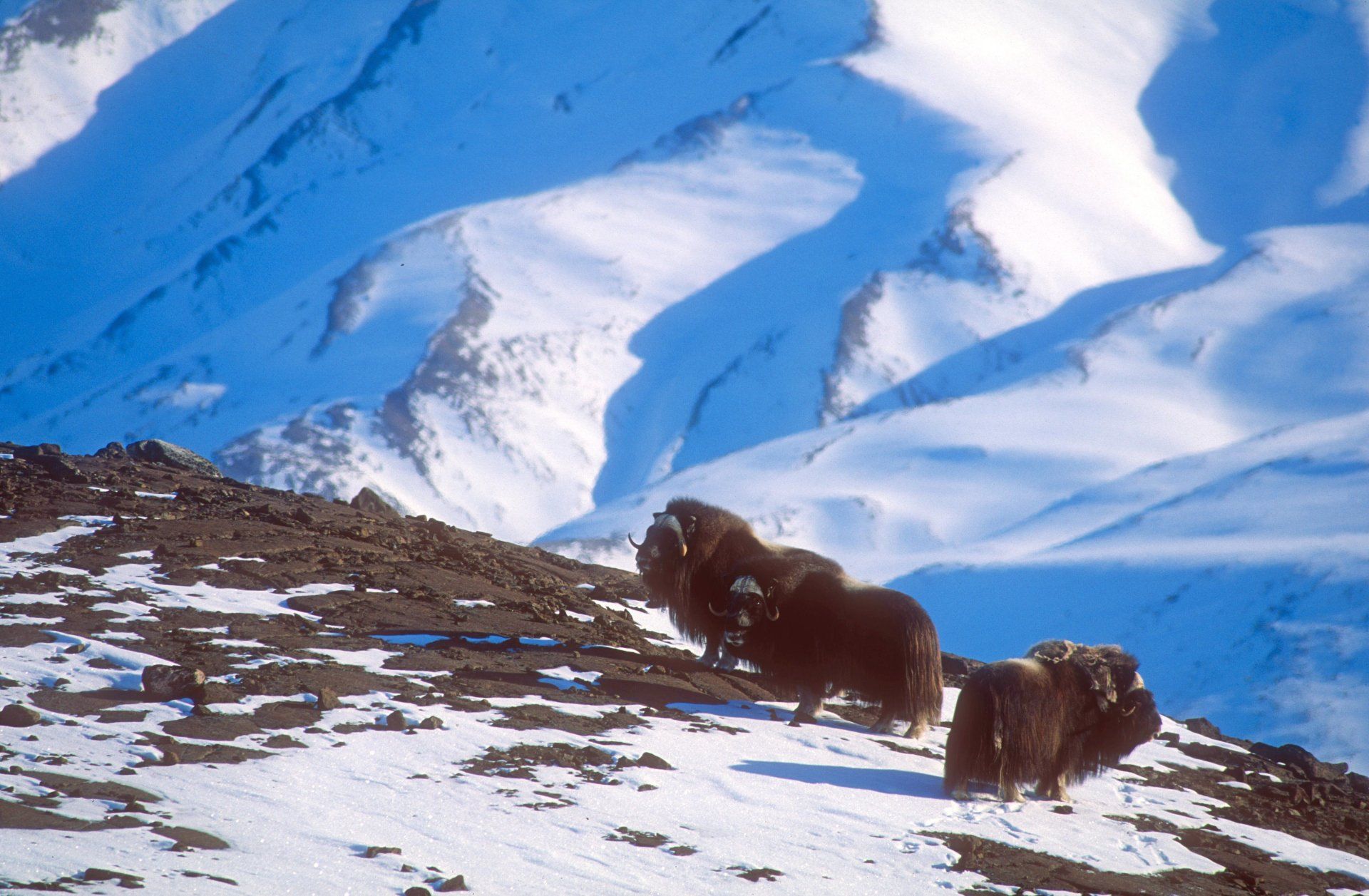 Herd+of+musk+oxen,+winter-